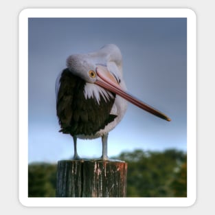 Bashful Pelican Sticker